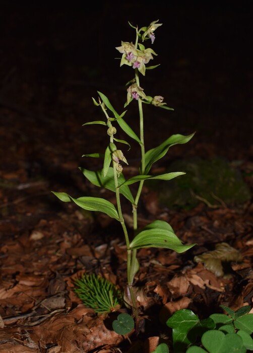 Pot-pourri d''Epipactis (Prealpi Bresciane)
