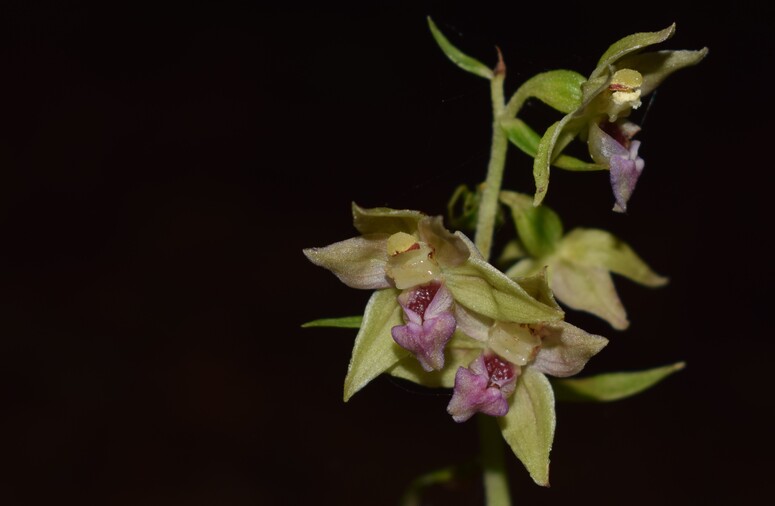 Pot-pourri d''Epipactis (Prealpi Bresciane)