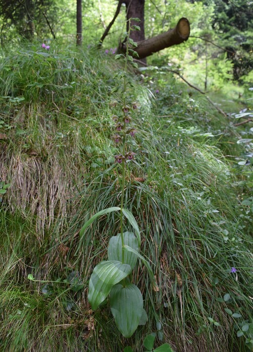 Pot-pourri d''Epipactis (Prealpi Bresciane)