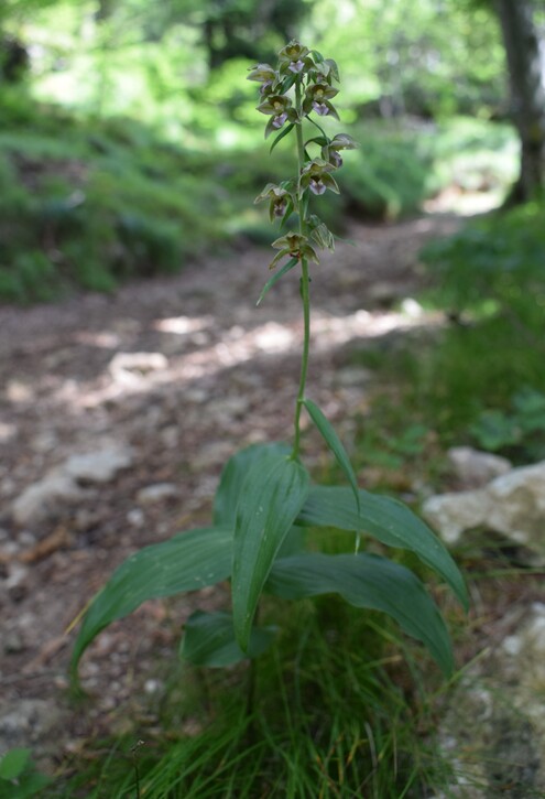 Pot-pourri d''Epipactis (Prealpi Bresciane)