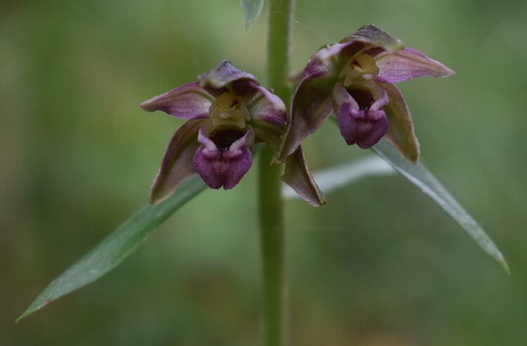 Pot-pourri d''Epipactis (Prealpi Bresciane)