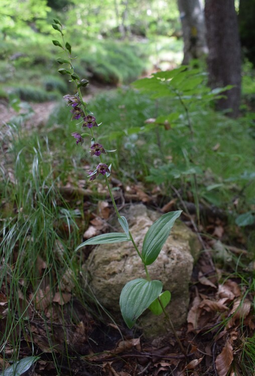 Pot-pourri d''Epipactis (Prealpi Bresciane)