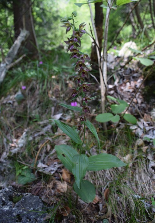 Pot-pourri d''Epipactis (Prealpi Bresciane)