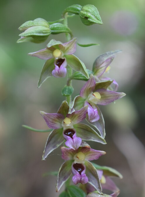 Pot-pourri d''Epipactis (Prealpi Bresciane)