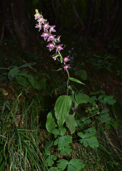 Pot-pourri d''Epipactis (Prealpi Bresciane)