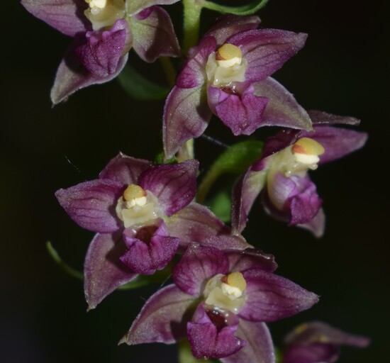 Pot-pourri d''Epipactis (Prealpi Bresciane)