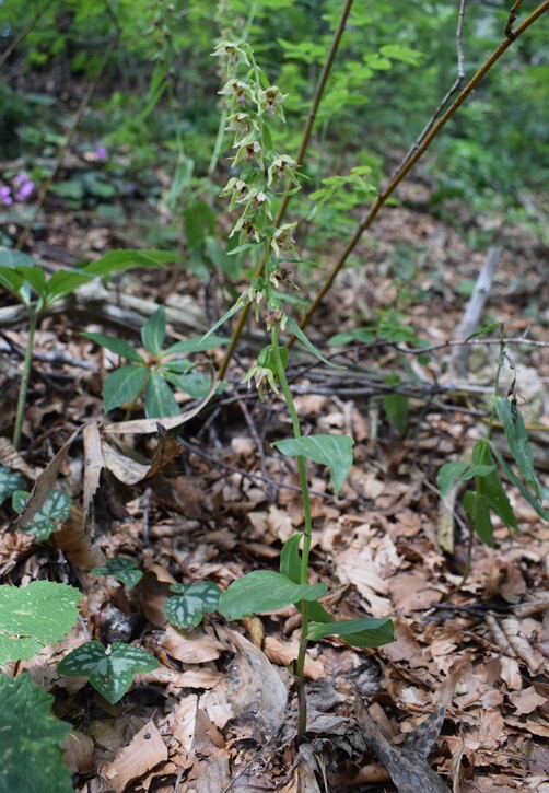 Pot-pourri d''Epipactis (Prealpi Bresciane)