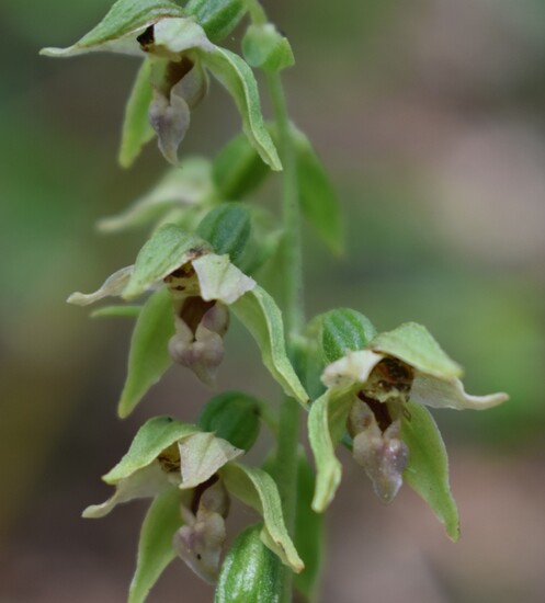 Pot-pourri d''Epipactis (Prealpi Bresciane)