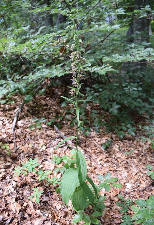 Pot-pourri d''Epipactis (Prealpi Bresciane)
