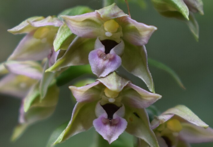 Pot-pourri d''Epipactis (Prealpi Bresciane)