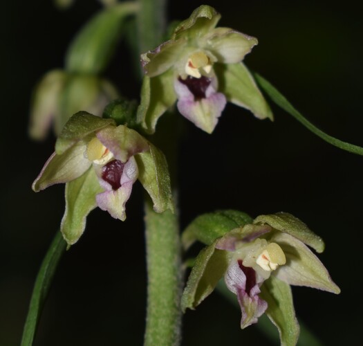 Pot-pourri d''Epipactis (Prealpi Bresciane)