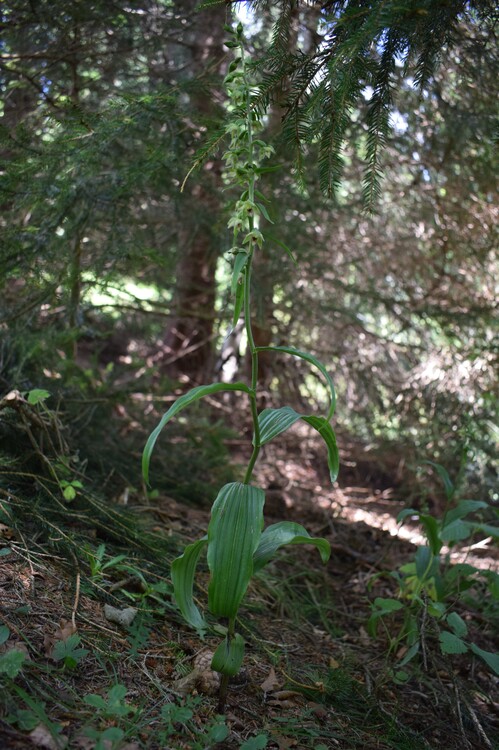 Pot-pourri d''Epipactis (Prealpi Bresciane)