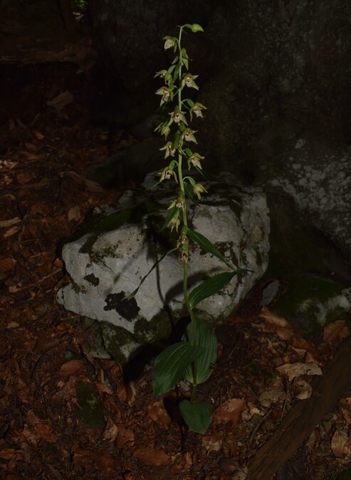 Pot-pourri d''Epipactis (Prealpi Bresciane)