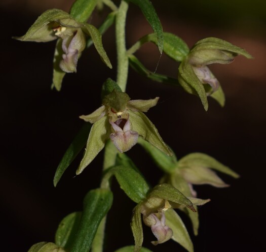 Pot-pourri d''Epipactis (Prealpi Bresciane)