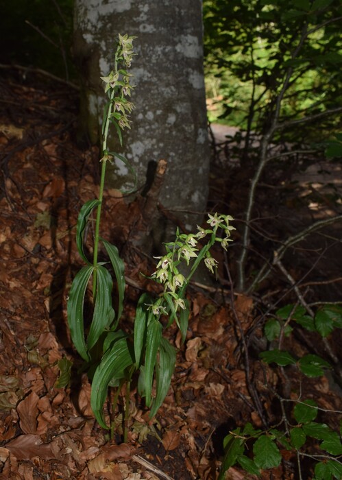 Pot-pourri d''Epipactis (Prealpi Bresciane)