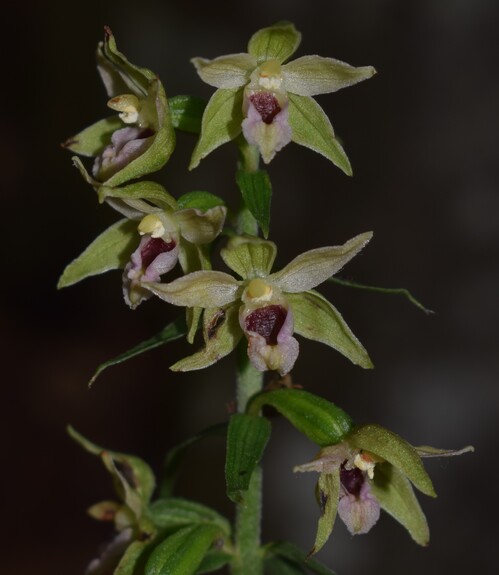 Pot-pourri d''Epipactis (Prealpi Bresciane)