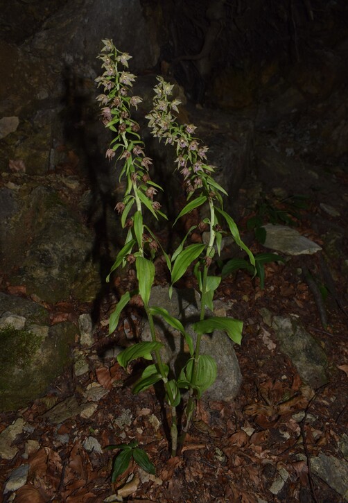 Pot-pourri d''Epipactis (Prealpi Bresciane)