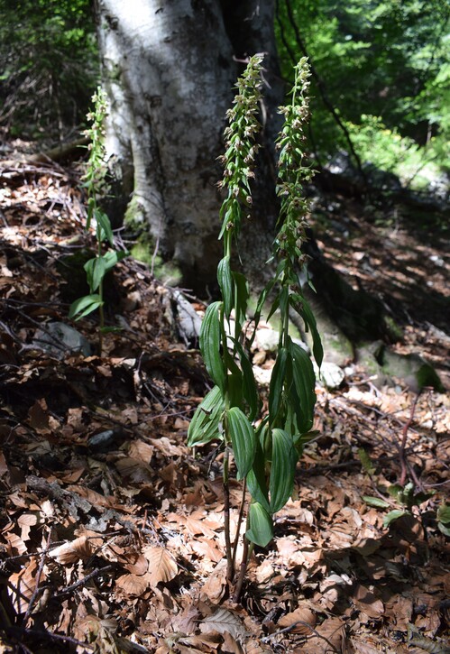 Pot-pourri d''Epipactis (Prealpi Bresciane)
