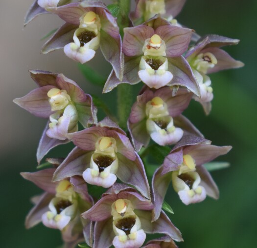 Pot-pourri d''Epipactis (Prealpi Bresciane)