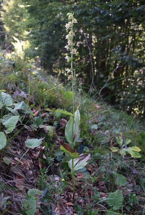Pot-pourri d''Epipactis (Prealpi Bresciane)
