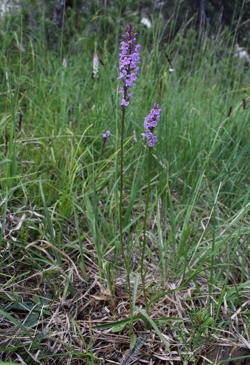 Cronaca di un ritrovamento svizzero (Dactylodenia regeliana, Canton Grigioni)