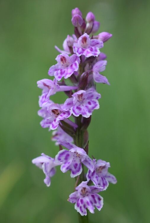 Cronaca di un ritrovamento svizzero (Dactylodenia regeliana, Canton Grigioni)