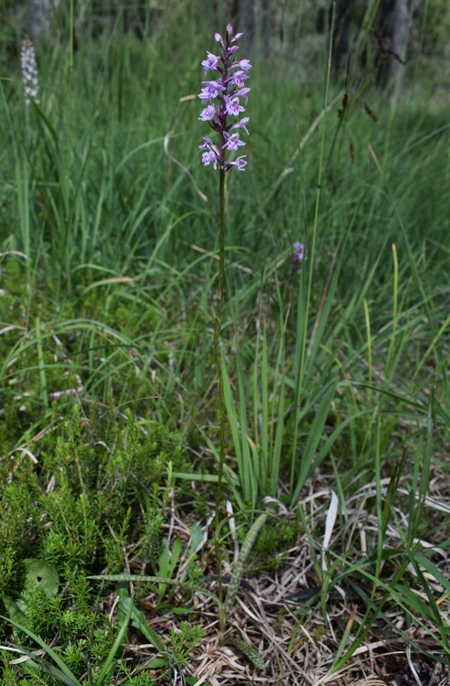 Cronaca di un ritrovamento svizzero (Dactylodenia regeliana, Canton Grigioni)