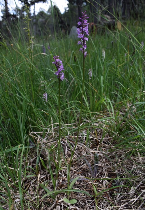 Cronaca di un ritrovamento svizzero (Dactylodenia regeliana, Canton Grigioni)