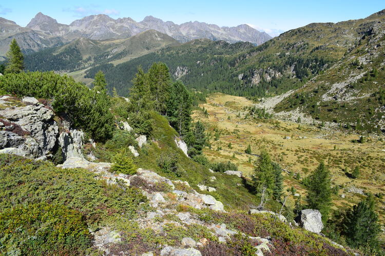 Da Ponte Conseria a Forcella delle Buse Todesche (Lagorai)