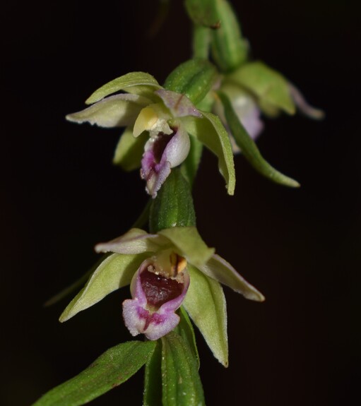 Epipactis reinekei? (Prealpi Bresciane)