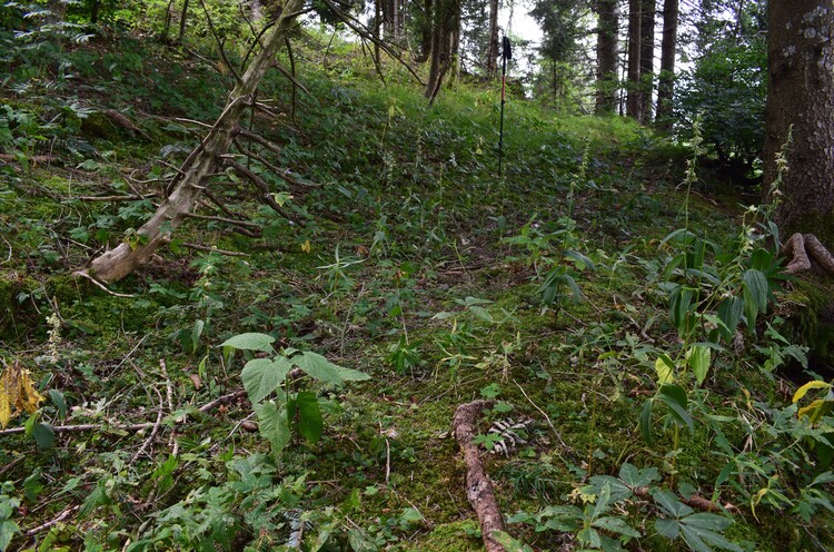 Epipactis reinekei? (Prealpi Bresciane)