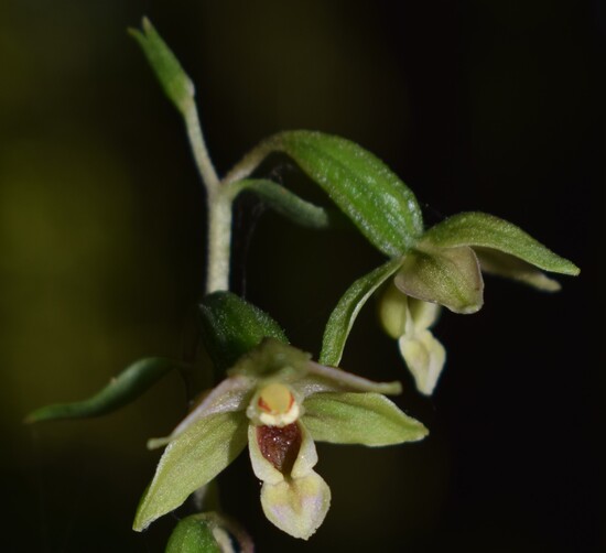 Epipactis autumnalis (Monti Lessini, Val d''Alpone)