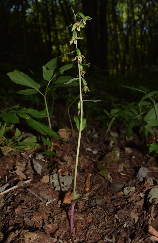 Epipactis autumnalis (Monti Lessini, Val d''Alpone)