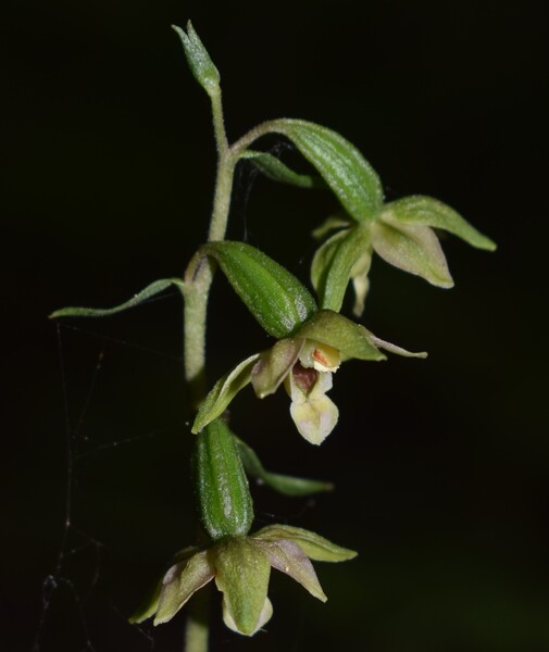 Epipactis autumnalis (Monti Lessini, Val d''Alpone)