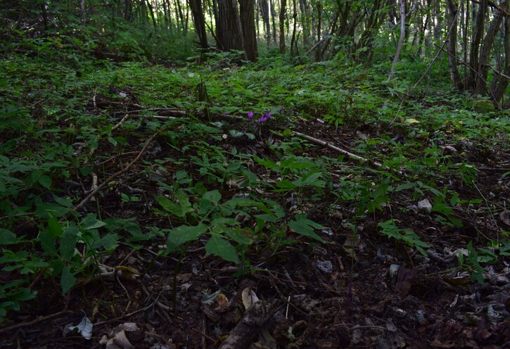 Epipactis autumnalis (Monti Lessini, Val d''Alpone)