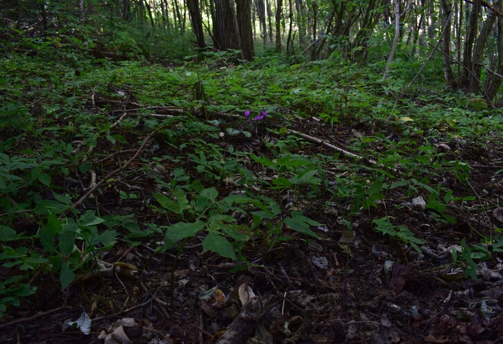 Epipactis autumnalis (Monti Lessini, Val d''Alpone)