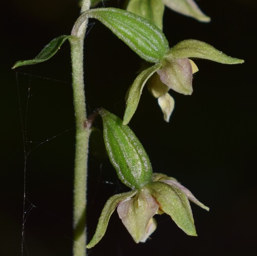 Epipactis autumnalis (Monti Lessini, Val d''Alpone)