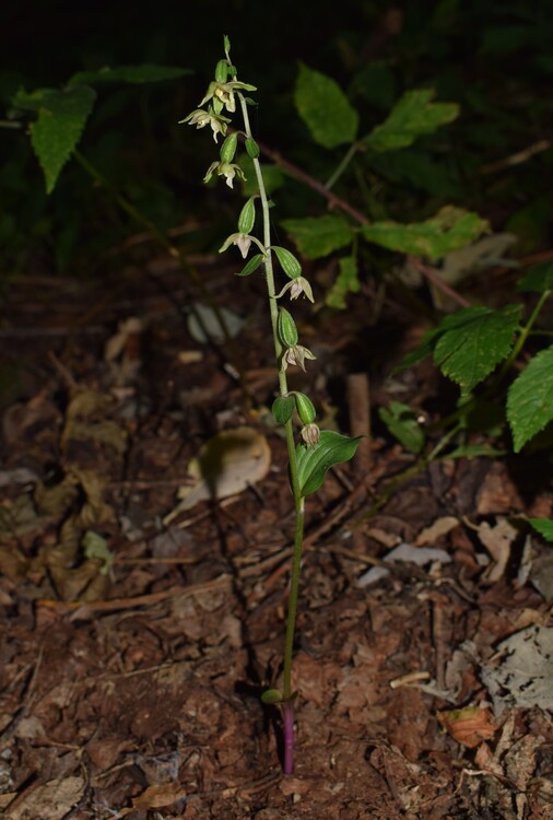 Epipactis autumnalis (Monti Lessini, Val d''Alpone)