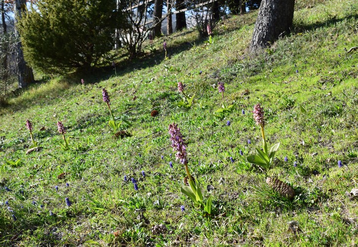 Le Barlie degli Appennini (da Pavia a Bologna)