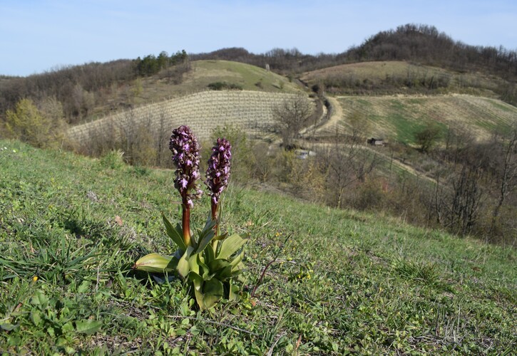 Le Barlie degli Appennini (da Pavia a Bologna)