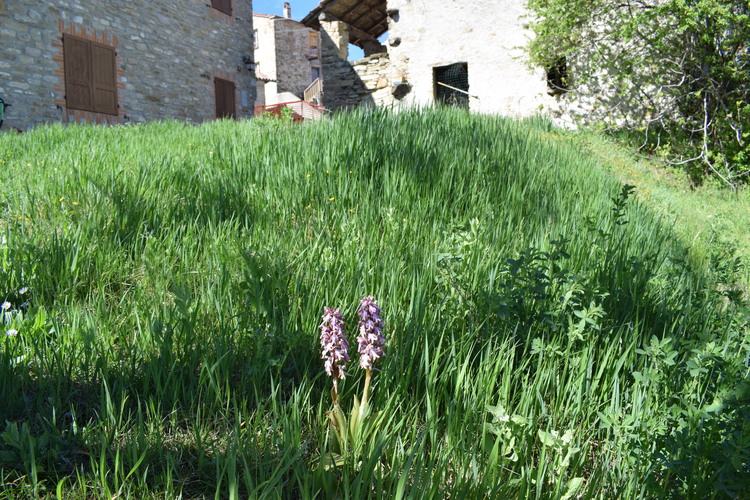 Le Barlie degli Appennini (da Pavia a Bologna)