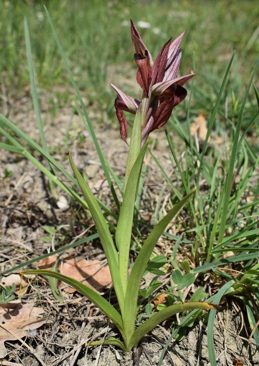 Serapias da identificare (Val Trebbia, Appennino Piacentino)