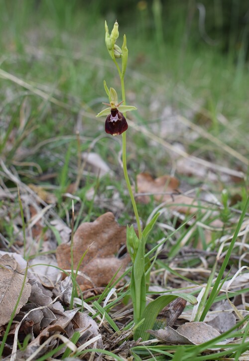 Ibridi d''Ophrys insectifera tra le colline veronesi