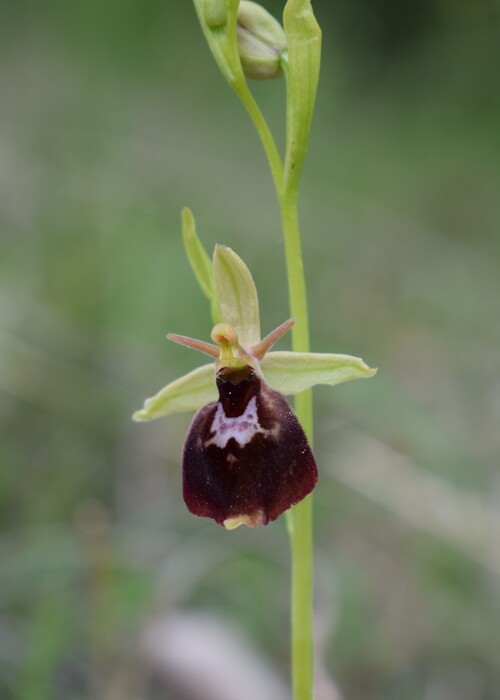 Ibridi d''Ophrys insectifera tra le colline veronesi