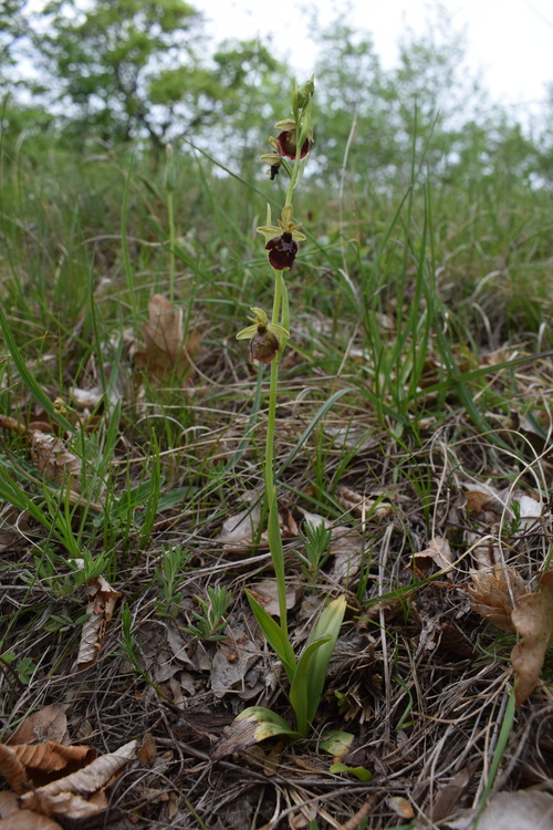 Ibridi d''Ophrys insectifera tra le colline veronesi