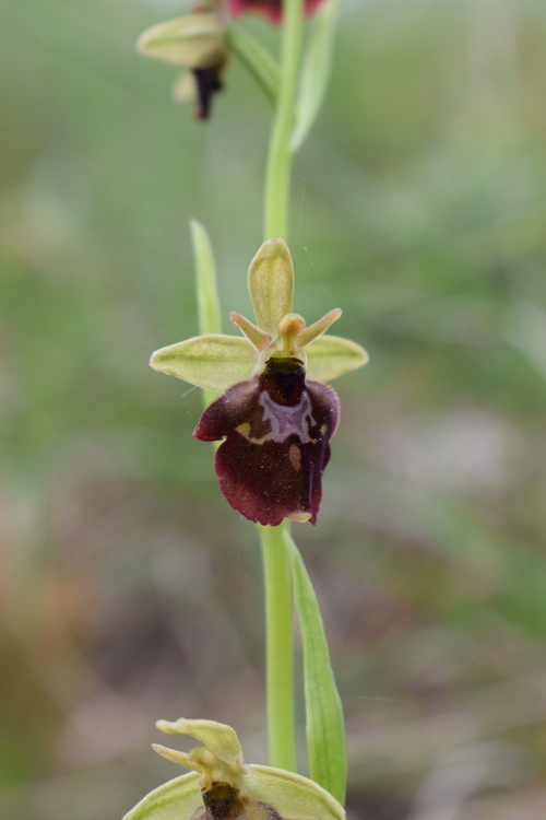 Ibridi d''Ophrys insectifera tra le colline veronesi