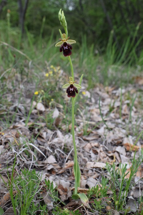 Ibridi d''Ophrys insectifera tra le colline veronesi