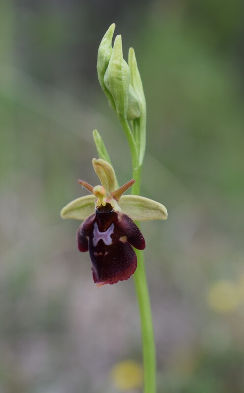 Ibridi d''Ophrys insectifera tra le colline veronesi