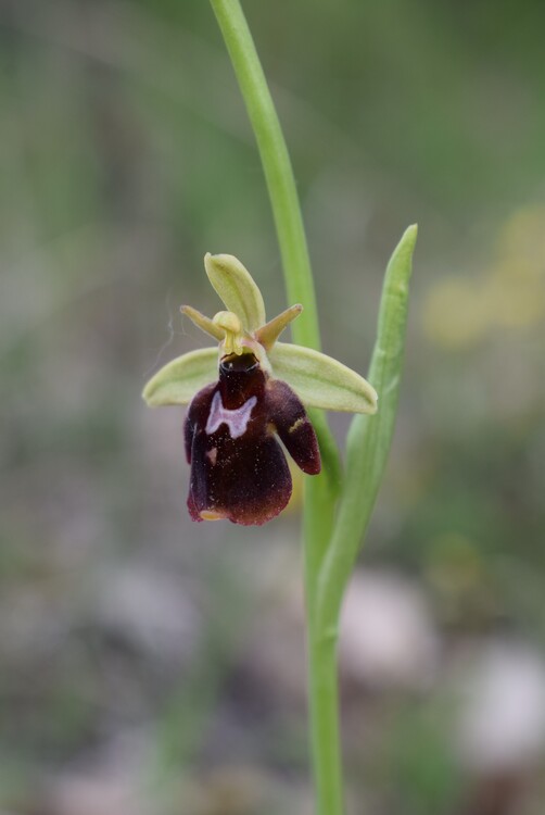 Ibridi d''Ophrys insectifera tra le colline veronesi