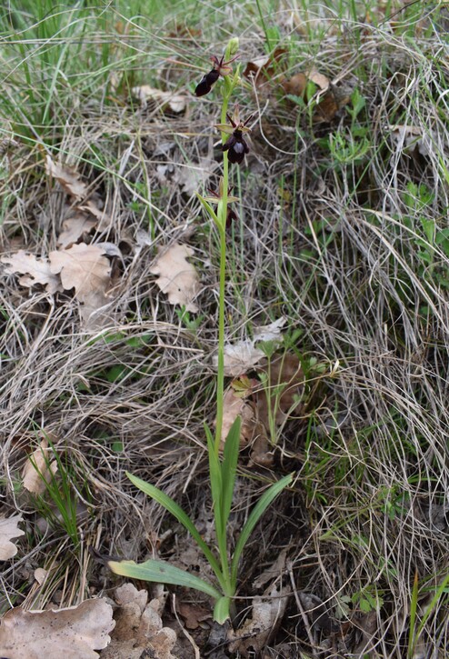 Ibridi d''Ophrys insectifera tra le colline veronesi